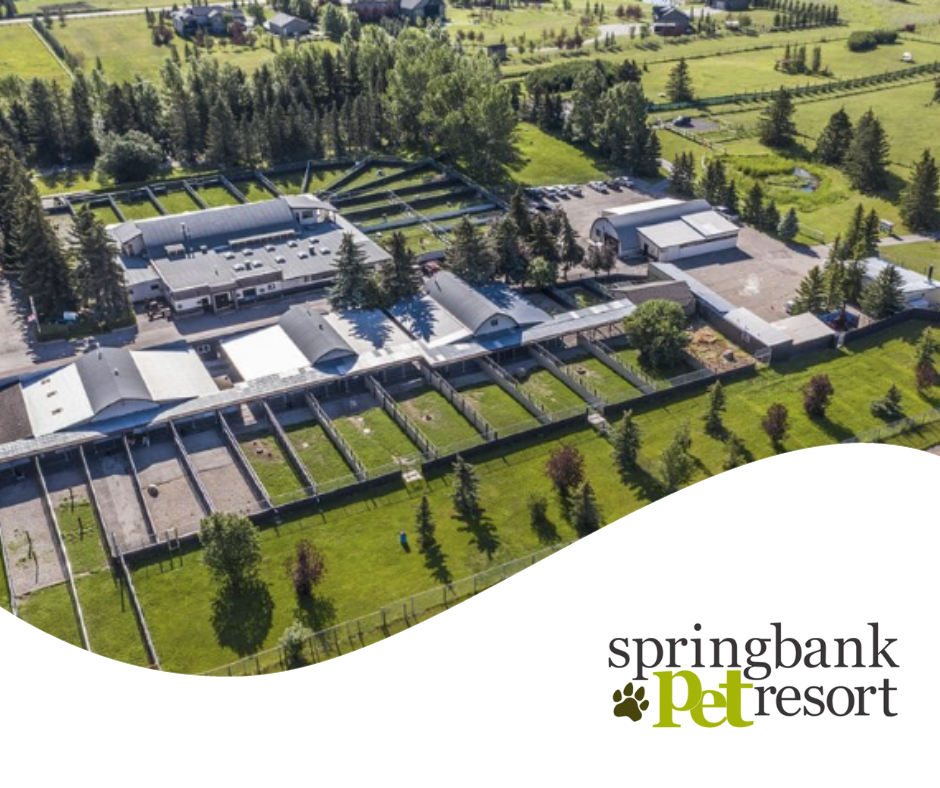 Springbank Pet Resort